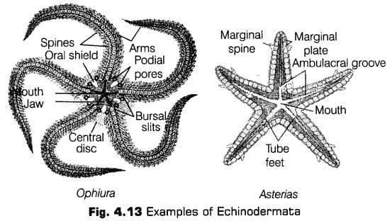 Class 11 Biology Chapter 4: Kingdom Animalia – SSC Board