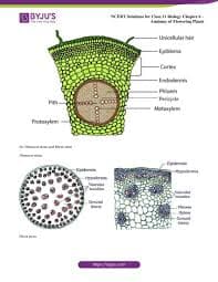 Biomolecules – Class 11 Maharashtra Board Biology Chapter 6