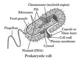 Cell Structure and Organization – Class 11 SSC Biology