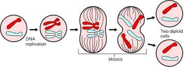 Cell Division – Class 11 Maharashtra Board Biology Chapter 7