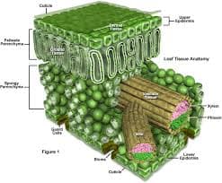 Plant Tissues and Anatomy – Class 11 Maharashtra Board Biology Chapter 8